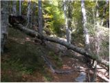 Stara Fužina - Planina pod Mišelj vrhom